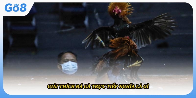 Giải thích đá gà trực tiếp nghĩa là gì